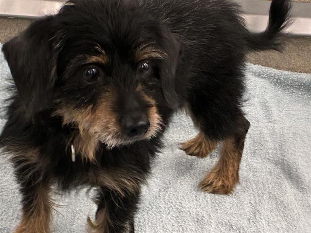 PALM - Cairn Terrier available for adoption