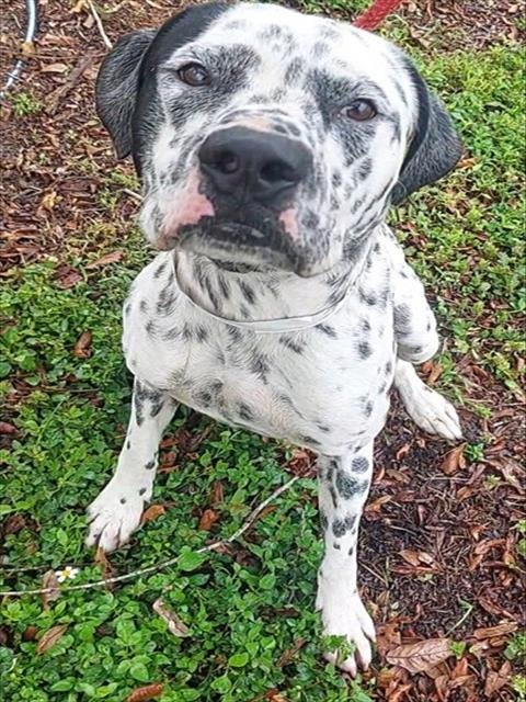 SCOOTER - Pointer / Dalmatian available for adoption