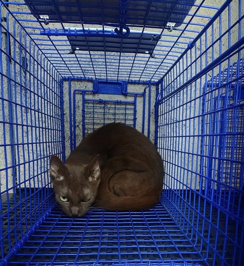 A2481357 - Domestic Short Hair available for adoption