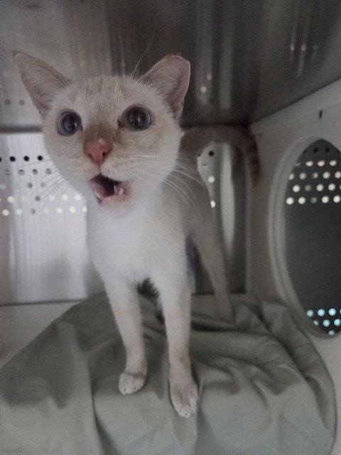 FOXY - Domestic Short Hair available for adoption