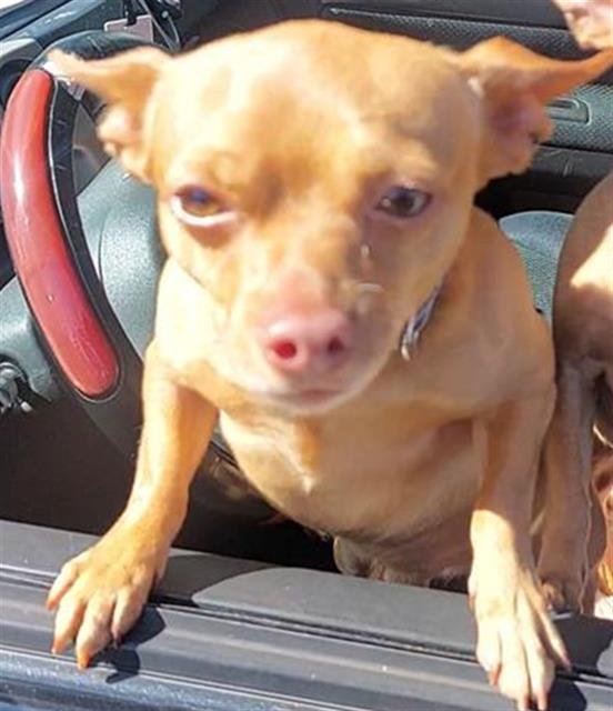 BOBBY - Chihuahua available for adoption