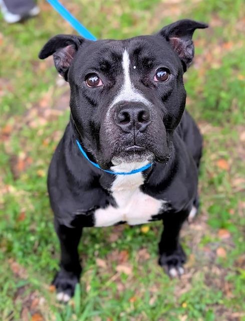 PRINCE - American Staffordshire Terrier available for adoption