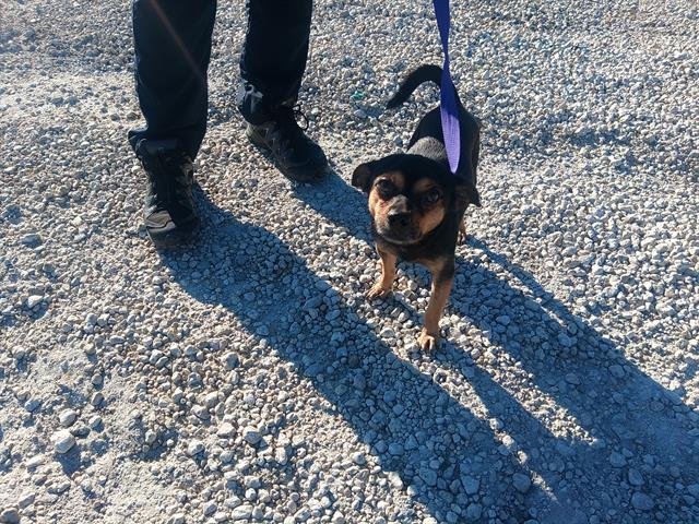 MARTY - Chihuahua available for adoption