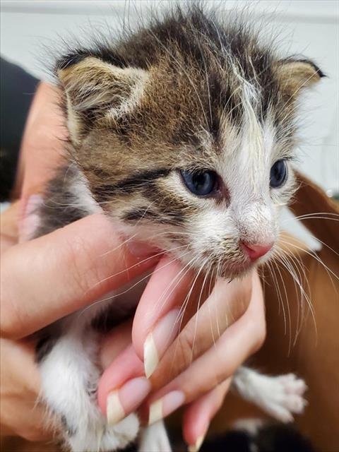 A2477833 - Domestic Short Hair available for adoption