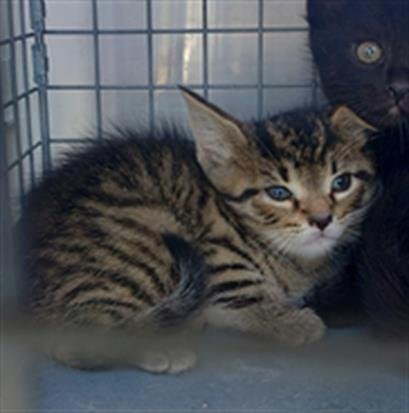 A2476668 - Domestic Short Hair available for adoption