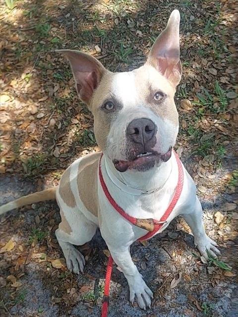 FRANS - American Staffordshire Terrier available for adoption