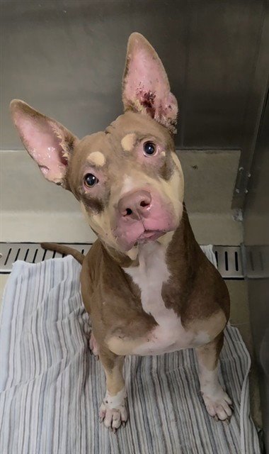 JAMIE LEE - American Staffordshire Terrier available for adoption