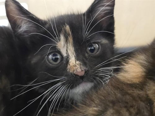GENEVIEVE - Domestic Short Hair available for adoption