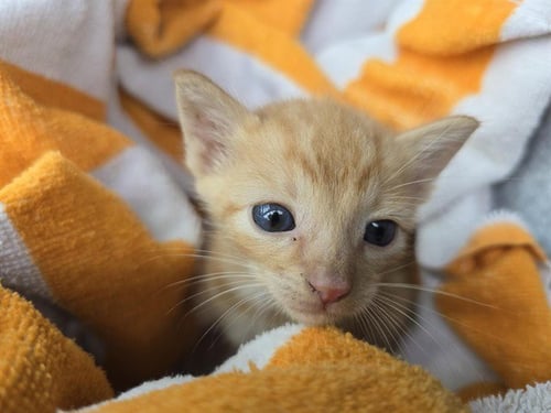 BIZKIT - Domestic Short Hair available for adoption