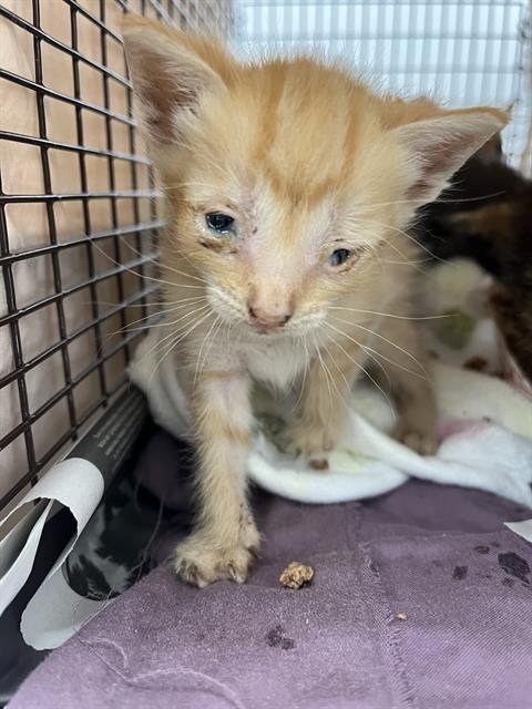 A2458403 - Domestic Short Hair available for adoption