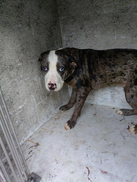 JEWEL - American Staffordshire Terrier available for adoption