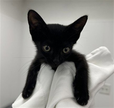 BAELA - Domestic Short Hair available for adoption