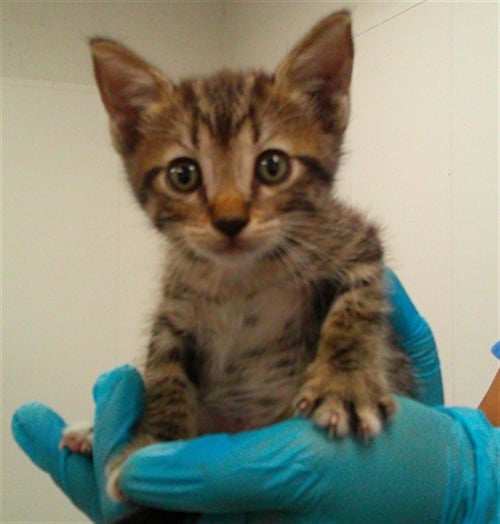 A2479457 - Domestic Short Hair available for adoption