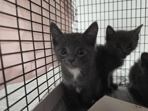 *SPIKE - Domestic Short Hair available for adoption