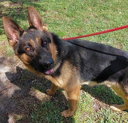 TAKODA - German Shepherd Dog available for adoption