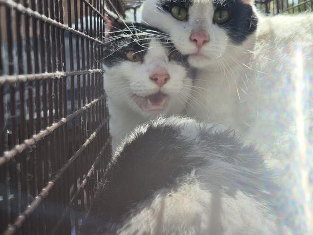 NICK - Domestic Short Hair available for adoption