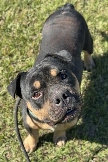 VALIENTE - American Staffordshire Terrier available for adoption