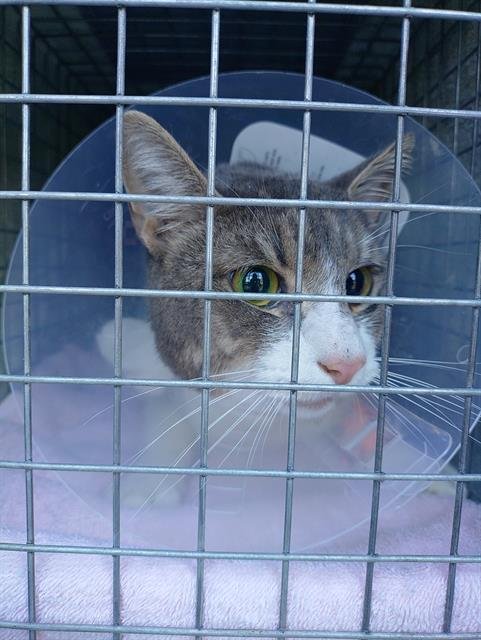 BLU - Domestic Short Hair available for adoption