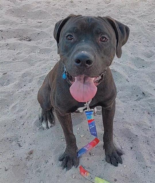 BROWNIE - Labrador Retriever available for adoption