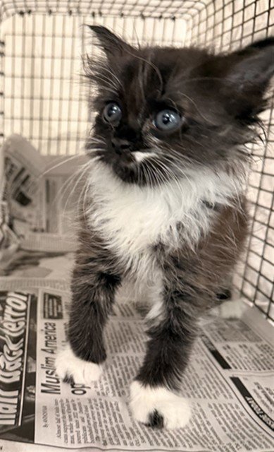 A2479306 - Domestic Medium Hair available for adoption