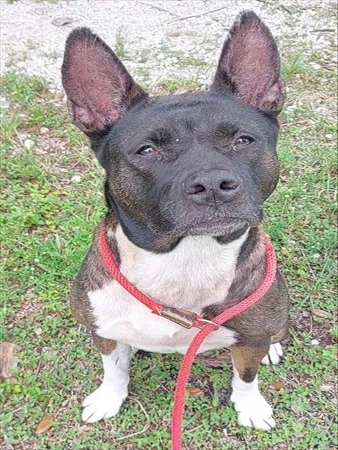 ALEXIS - Akita available for adoption