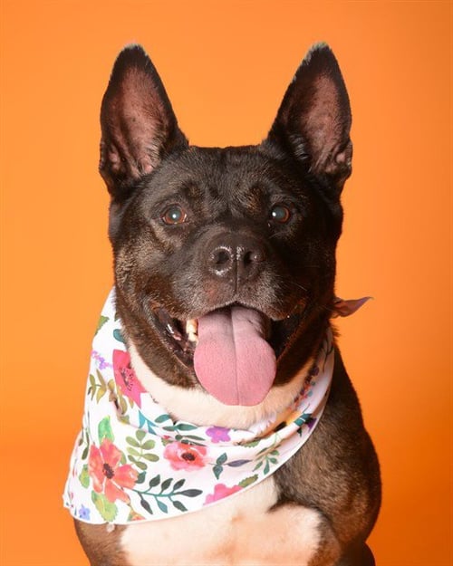 ALEXIS - Akita available for adoption