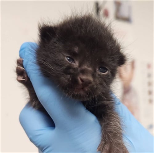 A2474632 - Domestic Medium Hair available for adoption