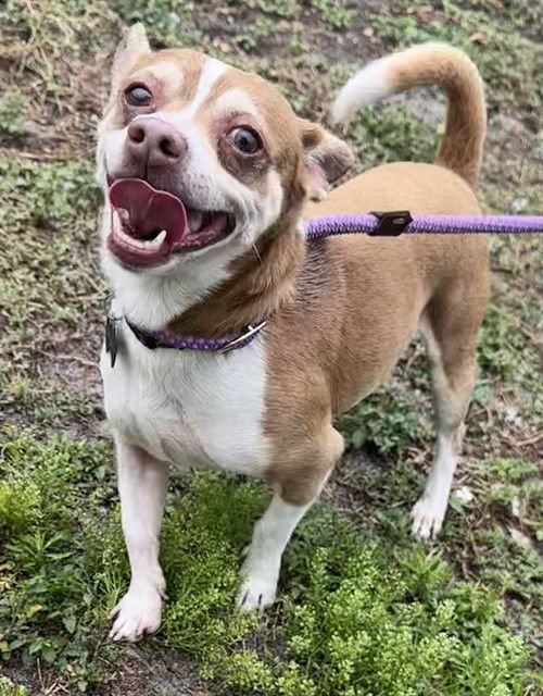 NELLO - Chihuahua available for adoption