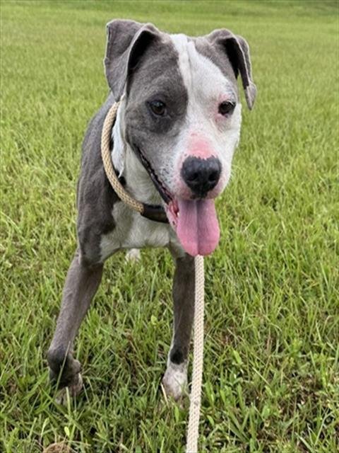 TWIN - American Staffordshire Terrier available for adoption