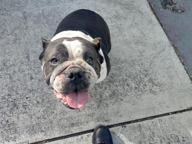 DIOR - English Bulldog available for adoption