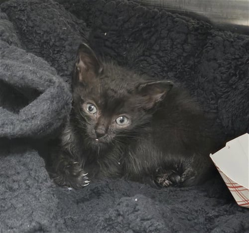 AGENT COOPER - Domestic Short Hair available for adoption