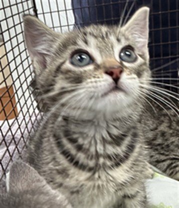 A2480466 - Domestic Short Hair available for adoption