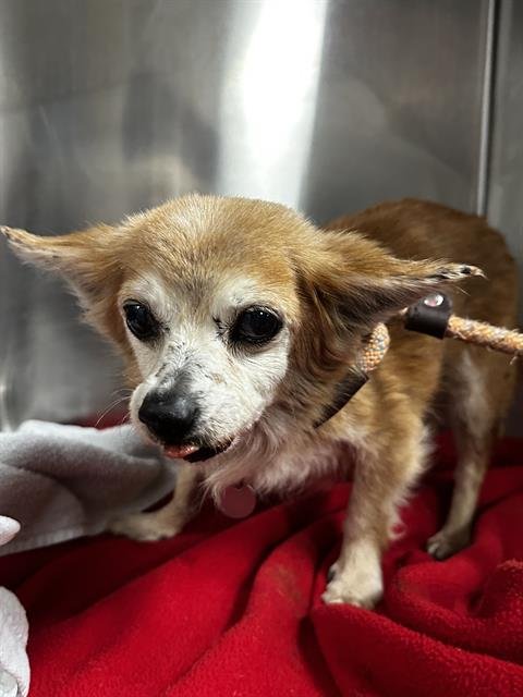 PENNY - Chihuahua available for adoption