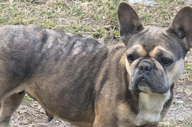 LOONA - French Bulldog available for adoption