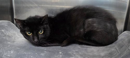 PHAROAH 13 - Domestic Short Hair available for adoption