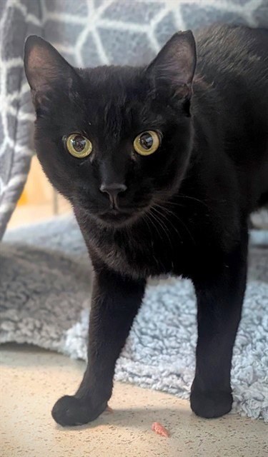 PHAROAH 13 - Domestic Short Hair available for adoption