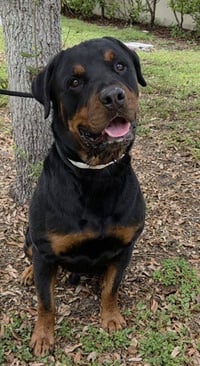MAXIMUS - Photo 1