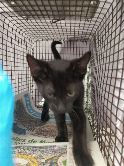 BATMAN - Domestic Short Hair available for adoption