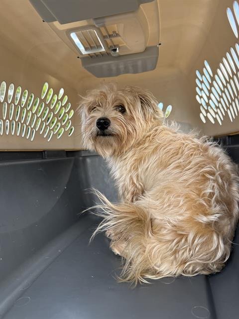 STEWIE - Norfolk Terrier available for adoption