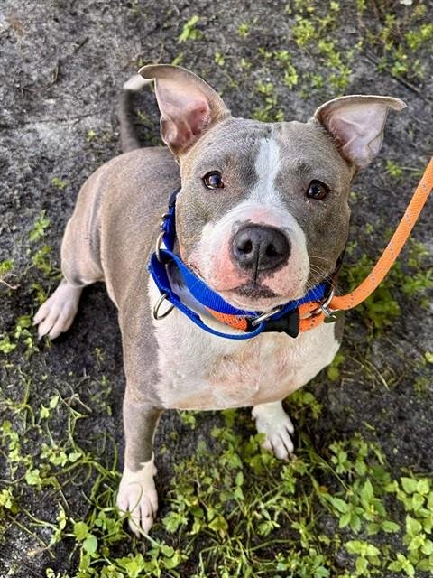 *PRECIOUS - American Staffordshire Terrier available for adoption