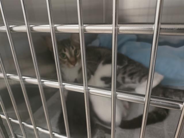 MARS - Domestic Short Hair available for adoption