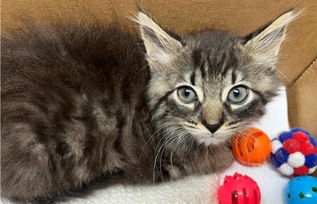 A2459006 - Domestic Medium Hair available for adoption