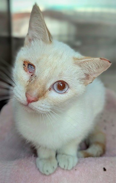 BISCUIT - Domestic Short Hair available for adoption