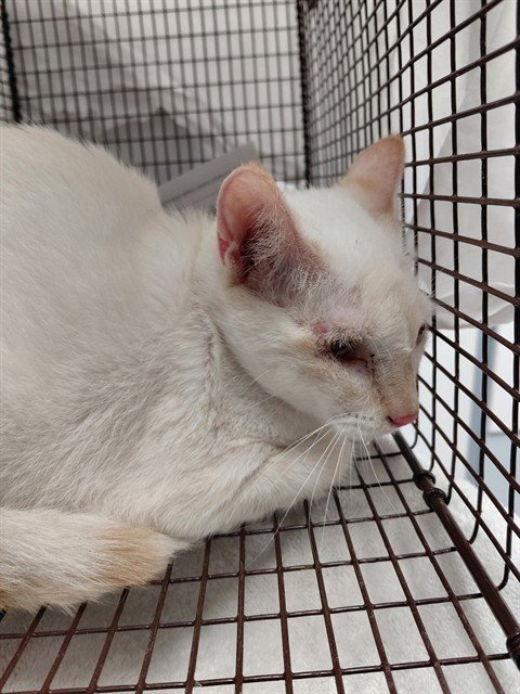 BISCUIT - Domestic Short Hair available for adoption