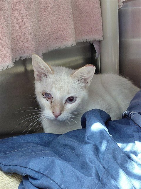 BISCUIT - Domestic Short Hair available for adoption