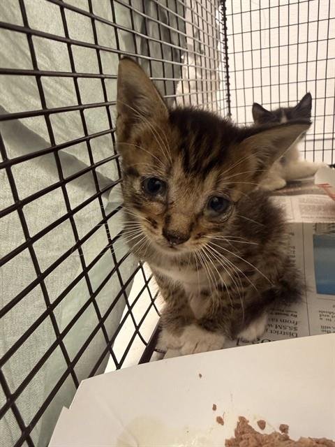 A2479658 - Domestic Short Hair available for adoption