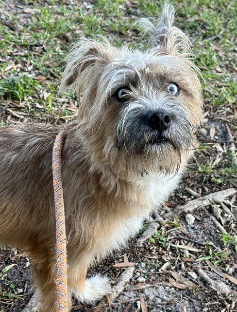 BLESSING - Australian Terrier available for adoption