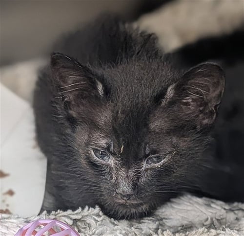 DOT - Domestic Short Hair available for adoption