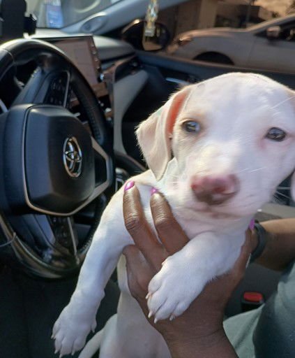 HONEY - Dachshund available for adoption