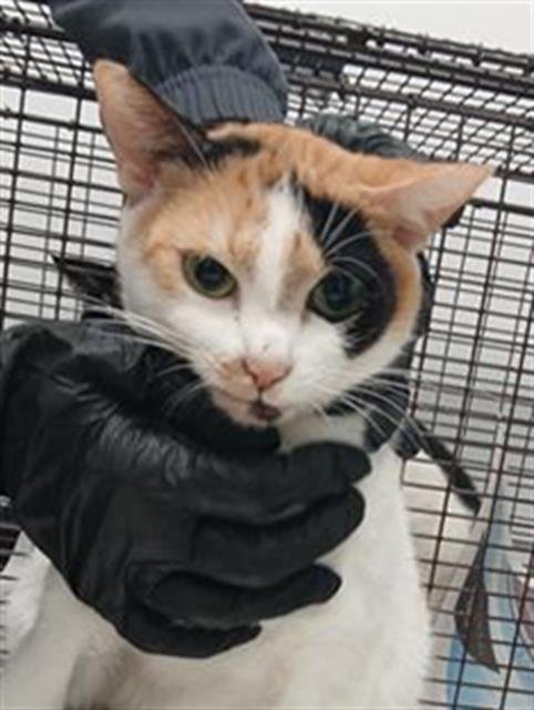 NOVA - Domestic Short Hair available for adoption